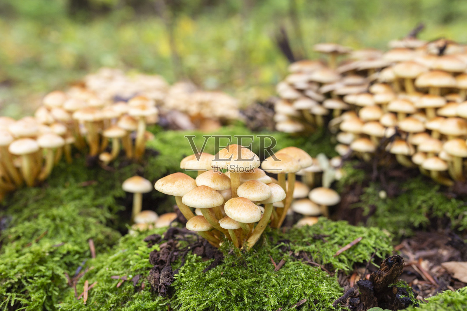 束状菌丝，俗称硫簇或簇状恋木菌。照片摄影图片