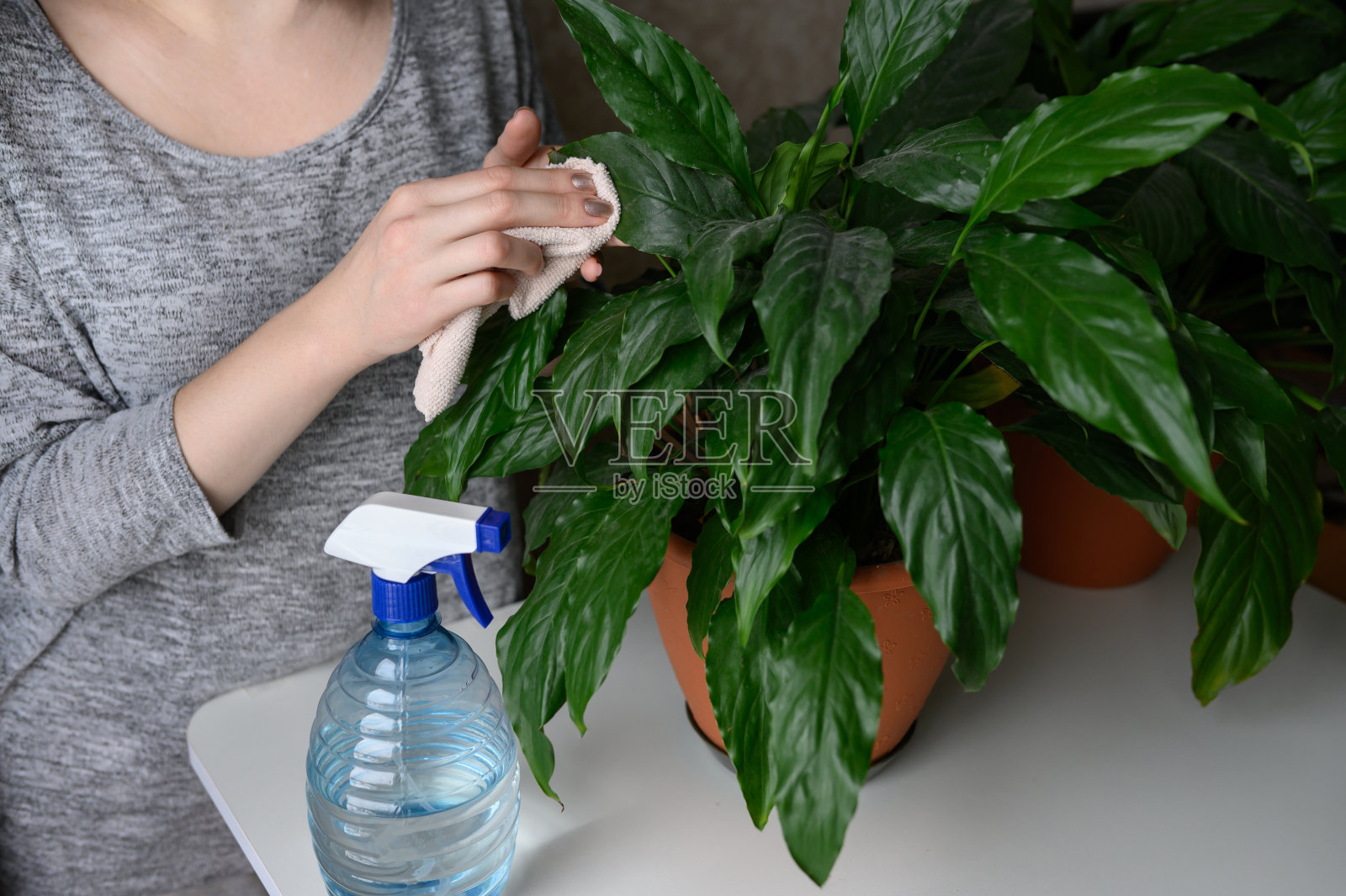 一位妇女用一块潮湿的软布擦拭室内植物的叶子。Spathiphyllum。花卉栽培的概念，植物护理。照片摄影图片