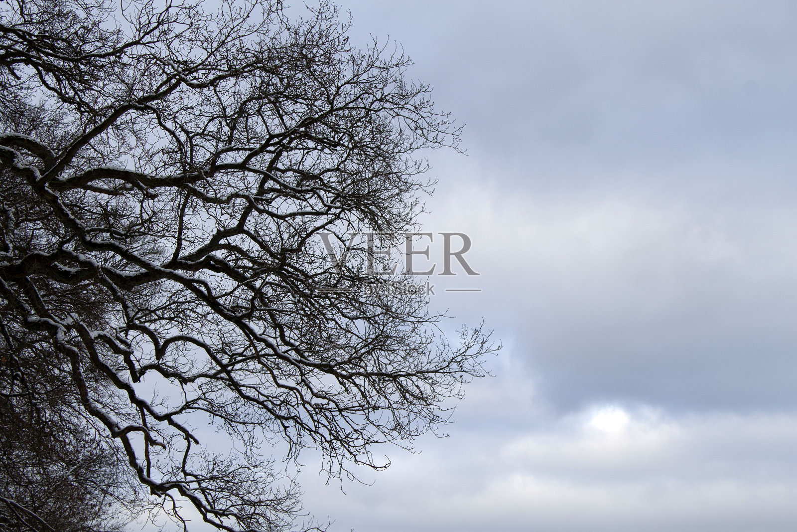这是一棵光秃秃的树的特写，背景是多云的天空照片摄影图片