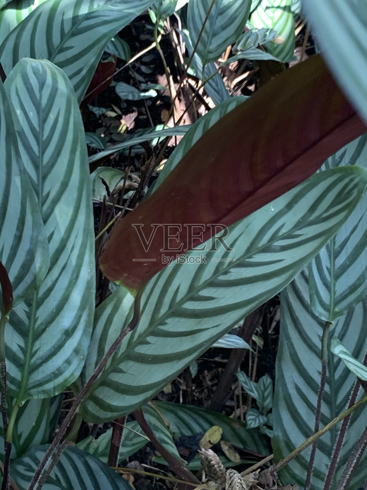 竹竽三色旗照片摄影图片