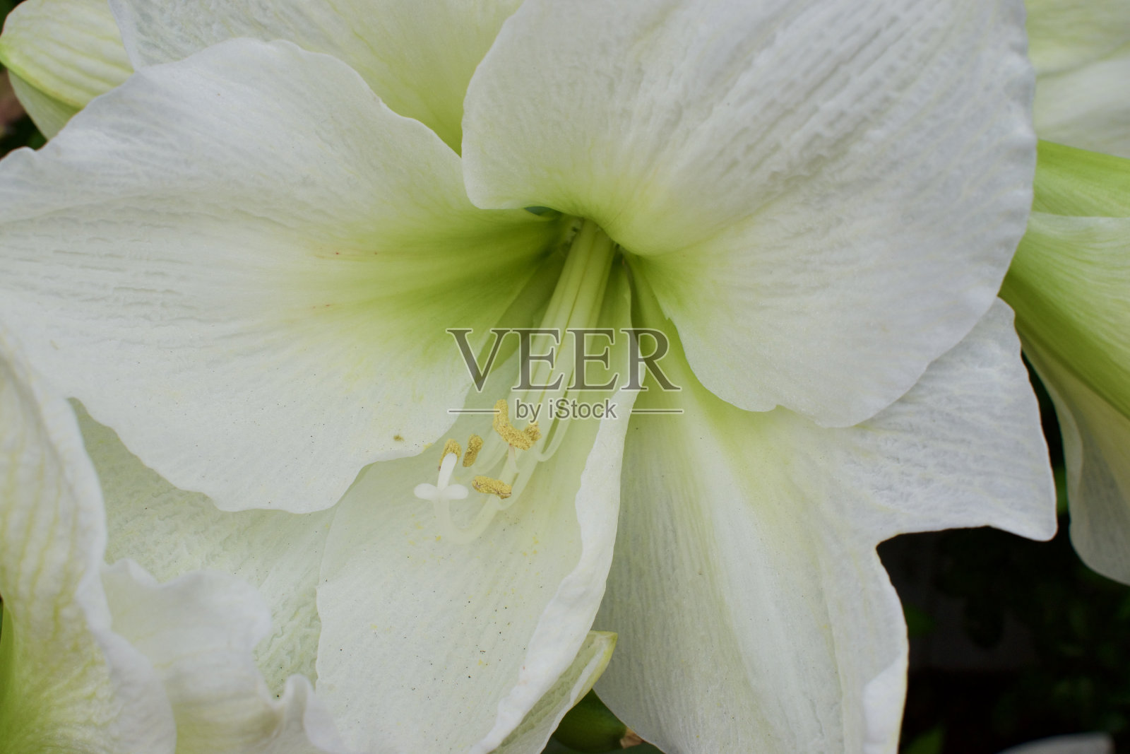 白花特写照片摄影图片