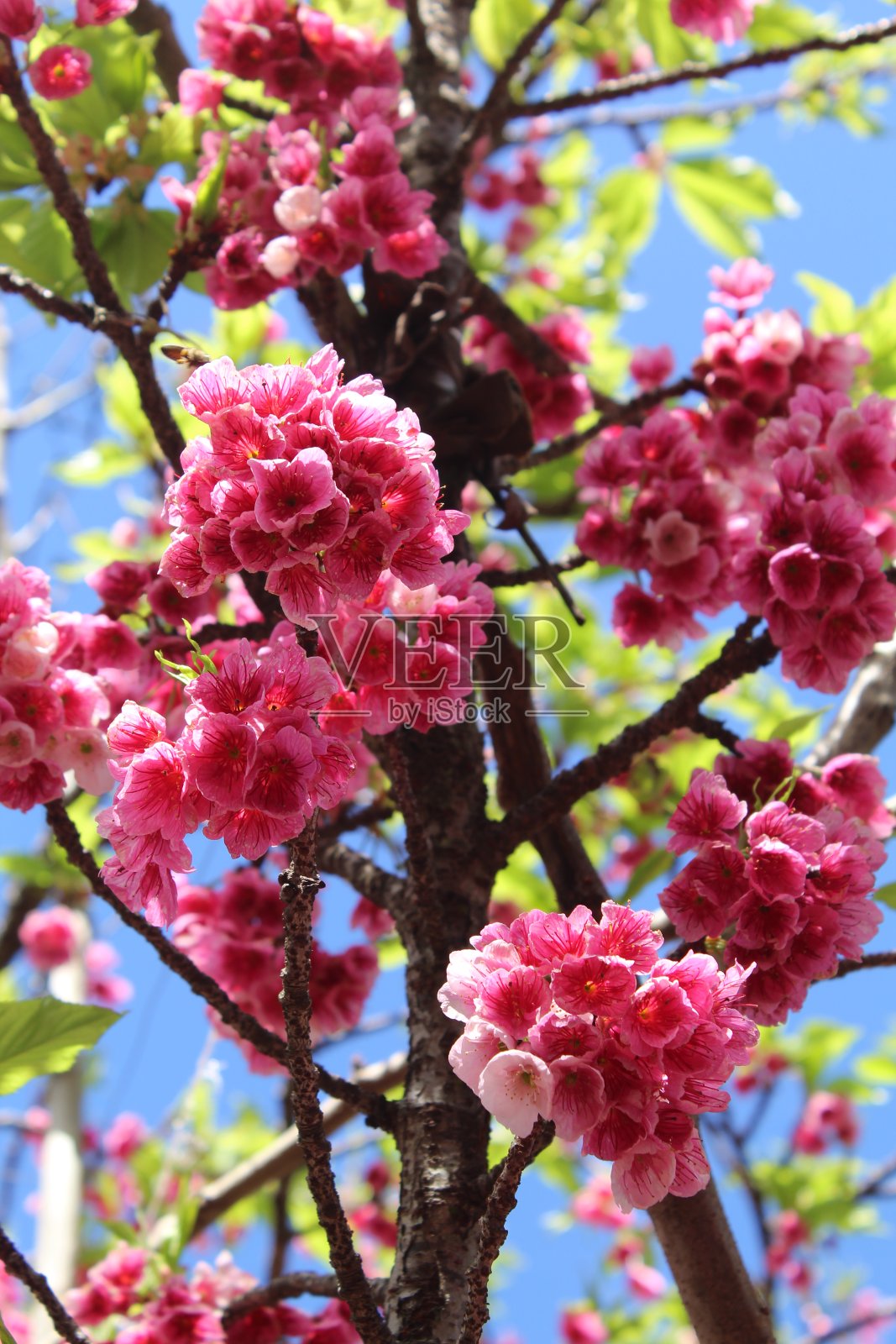 樱花——樱桃树的枝叶和花朵。照片摄影图片