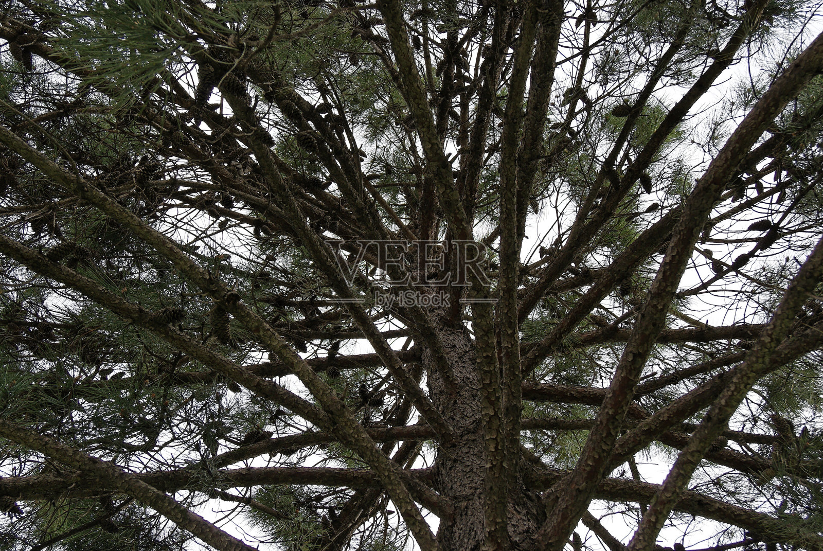 森林里的松树顶照片摄影图片