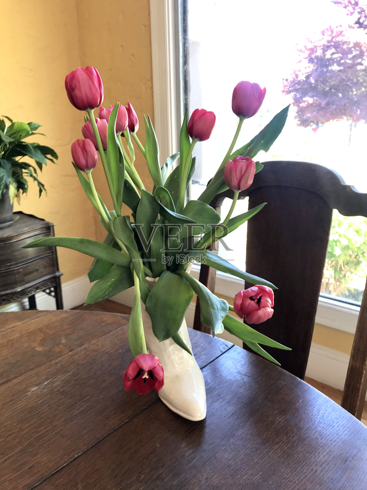 鞋花瓶里的粉色郁金香照片摄影图片