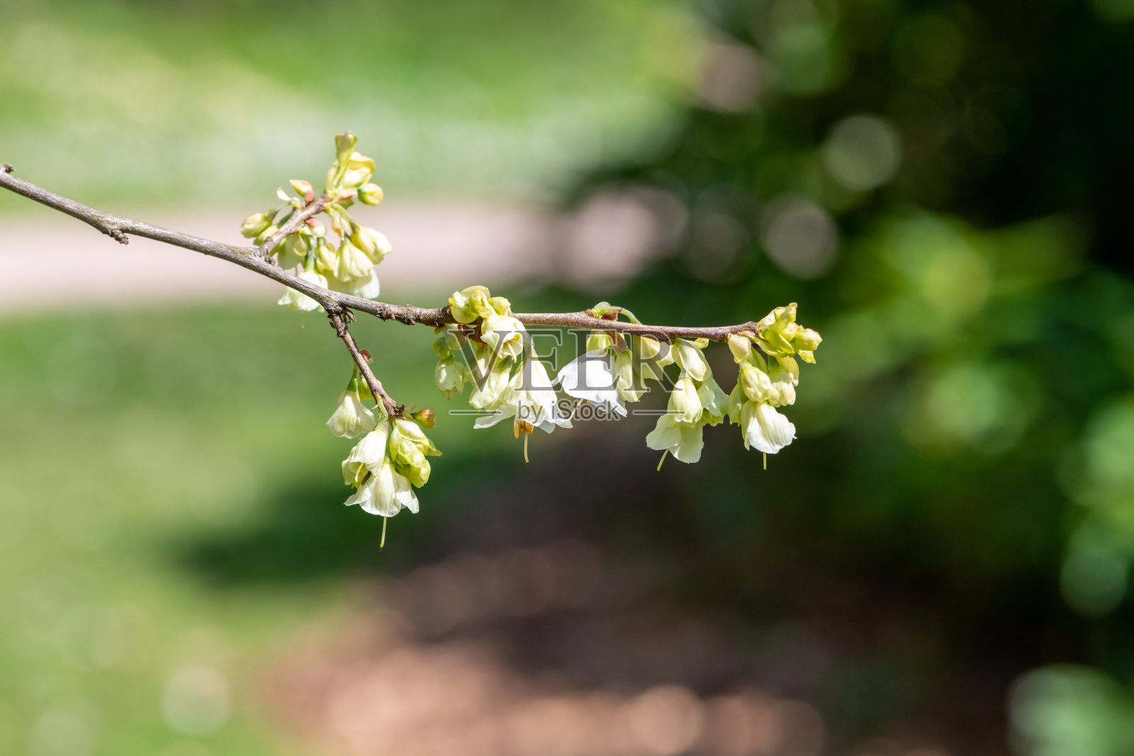 山雪花莲树照片摄影图片