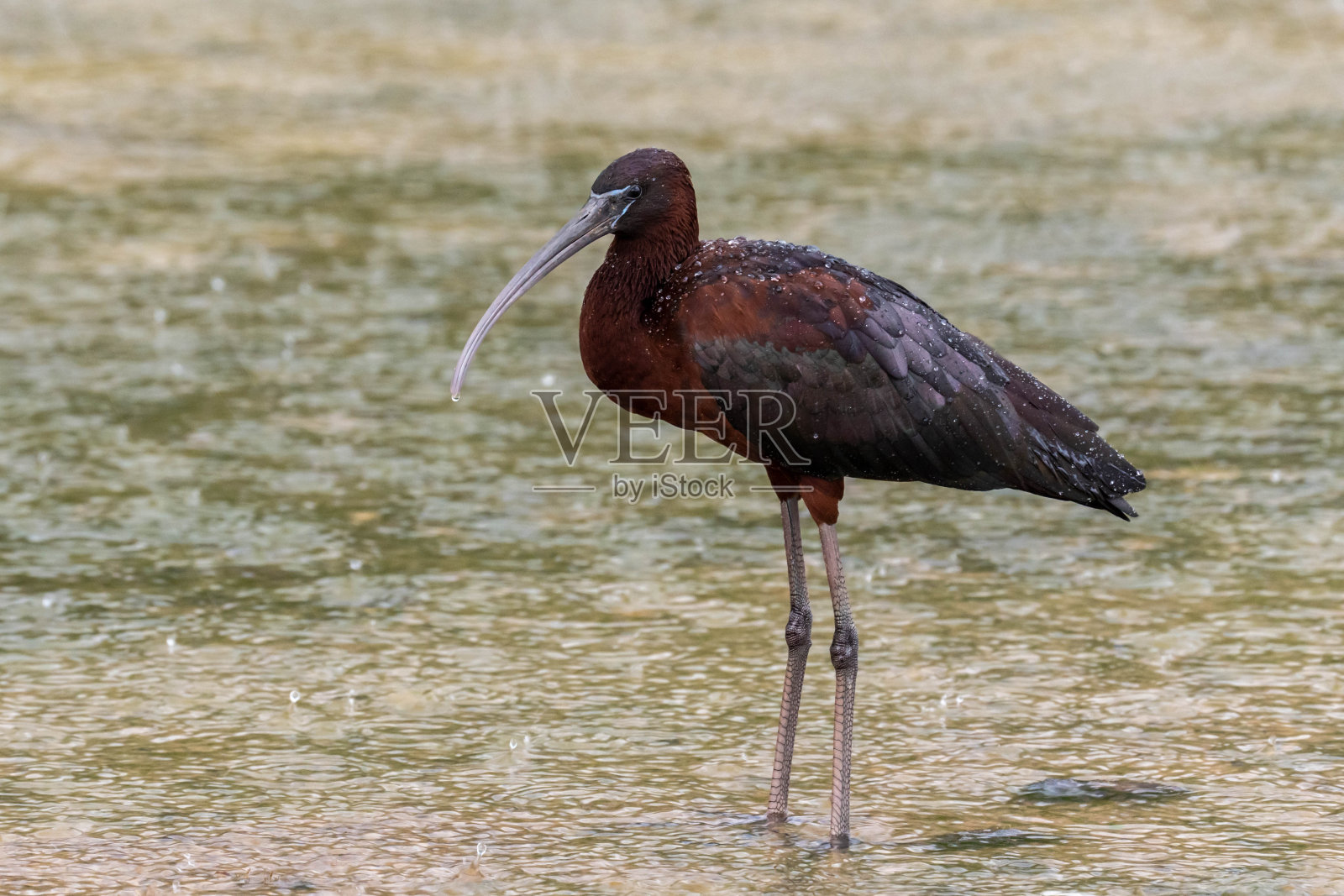 朱鹮照片摄影图片
