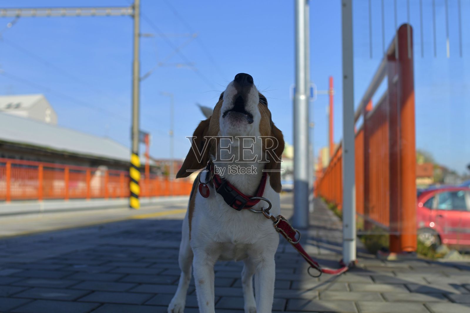 一只狗在火车站等它的主人。忠诚的概念，遗弃和狗的友谊。一只小猎犬伤心地为它的主人嚎叫。照片摄影图片