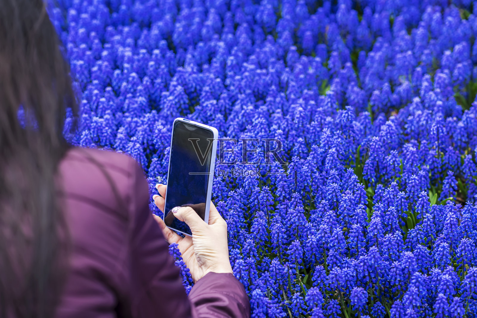 女孩手里拿着智能手机，在春天的Muscari花上拍照。开花于自然，现代科技照片摄影图片