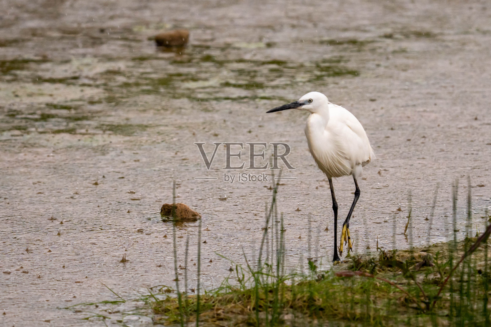 小白鹭照片摄影图片