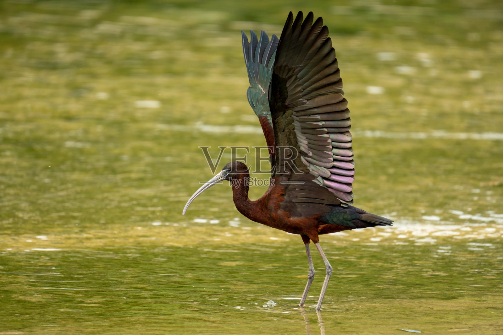 朱鹮照片摄影图片