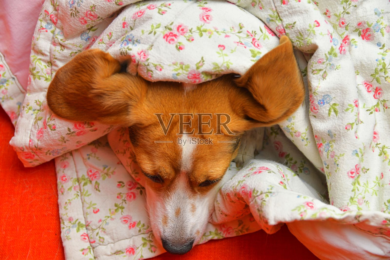 小猎犬在毯子下面休息。小猎犬的耳朵伸在毯子上。照片摄影图片