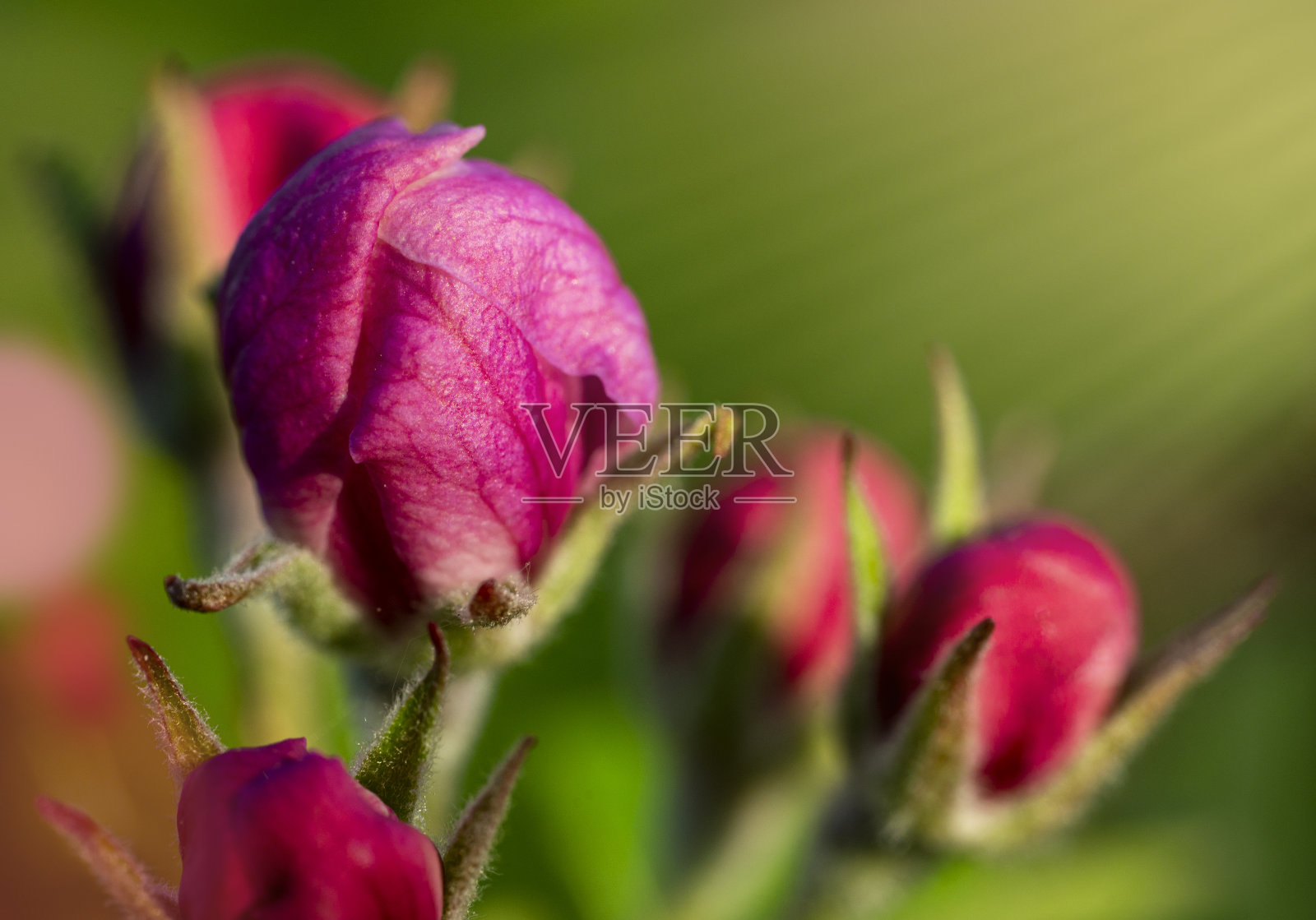阳光下粉红色的苹果花蕾照片摄影图片