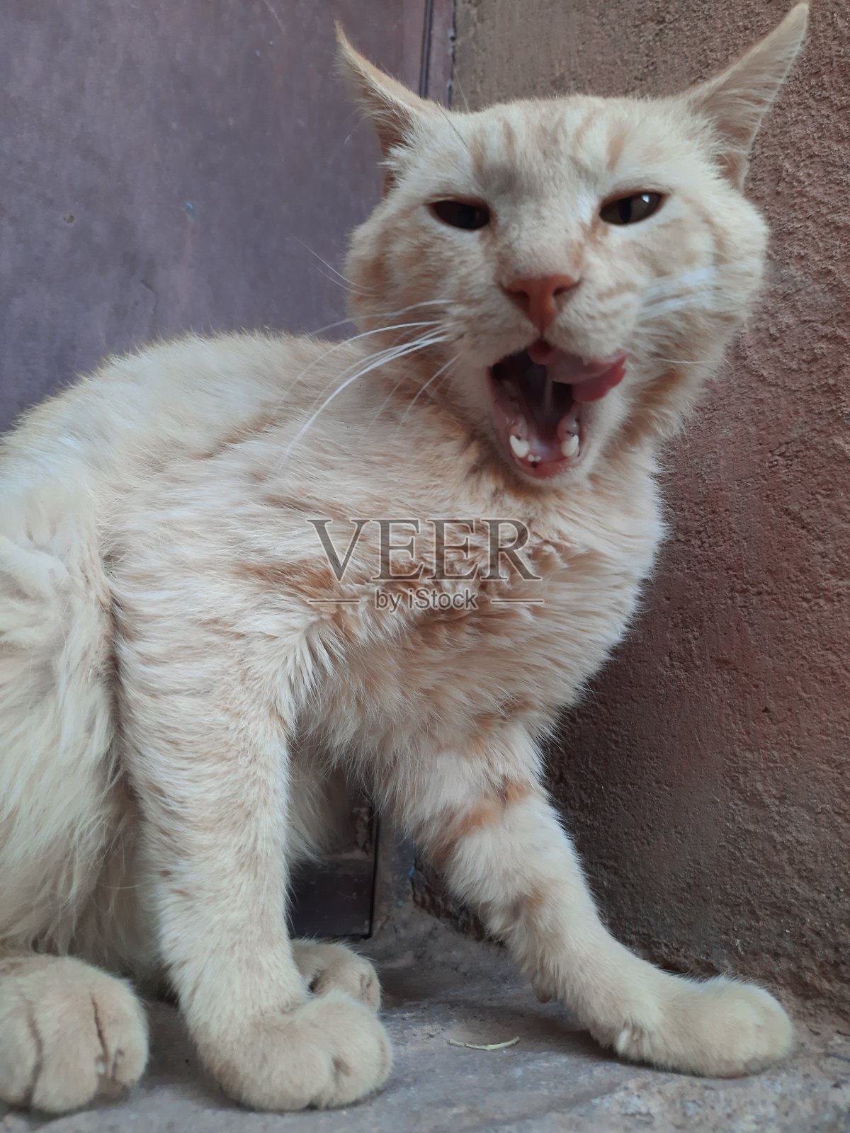 漂亮的棕色猫照片摄影图片