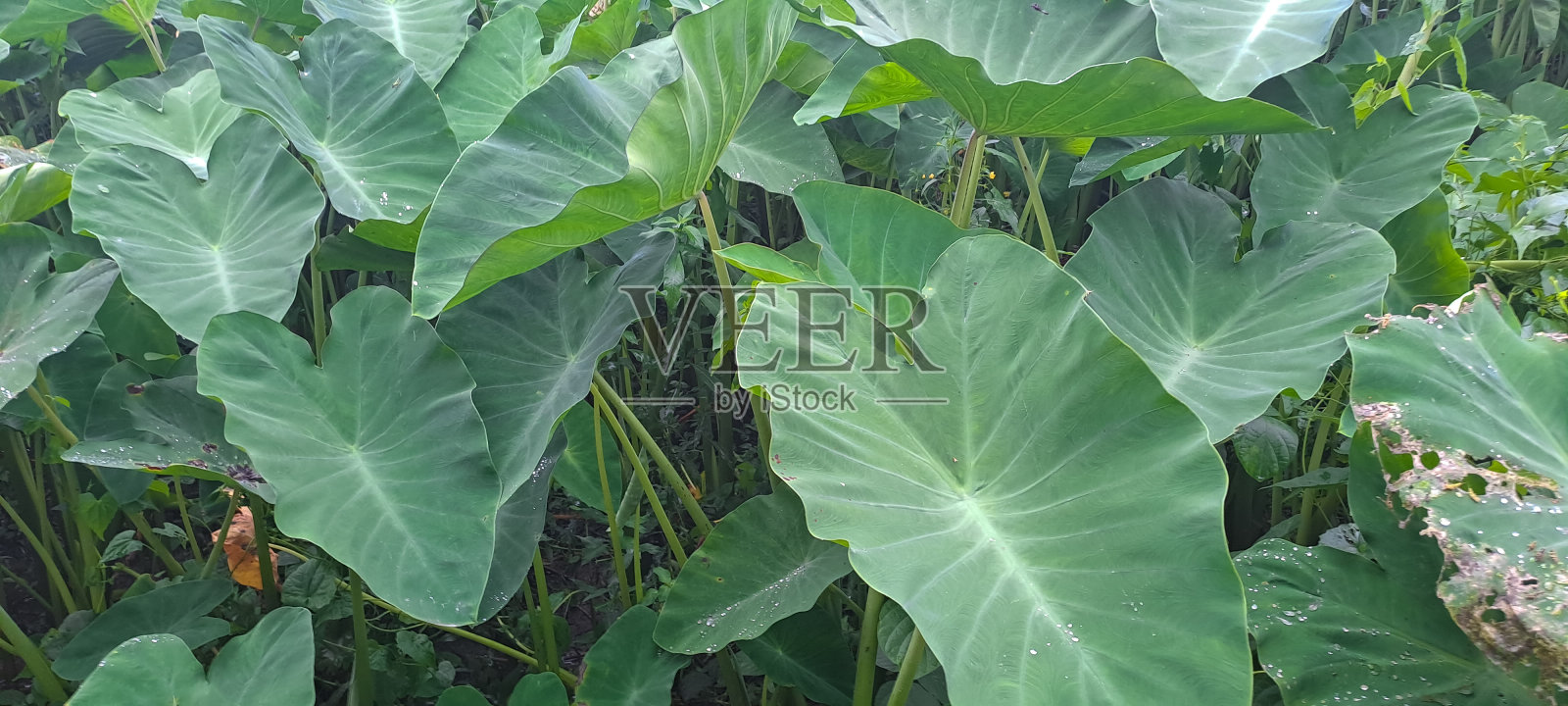 芋叶或芋叶照片摄影图片