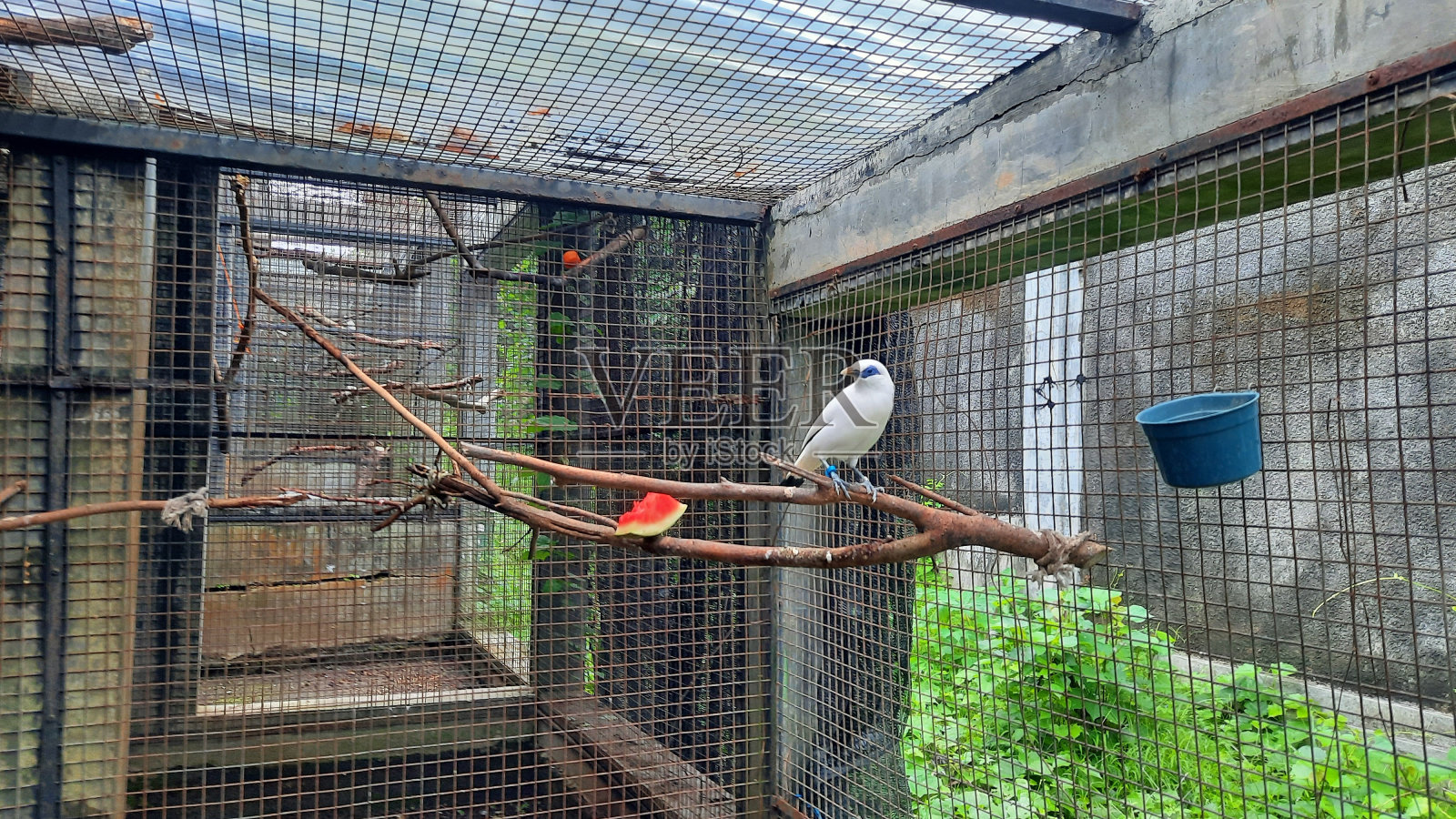 八哥(白星座)照片摄影图片