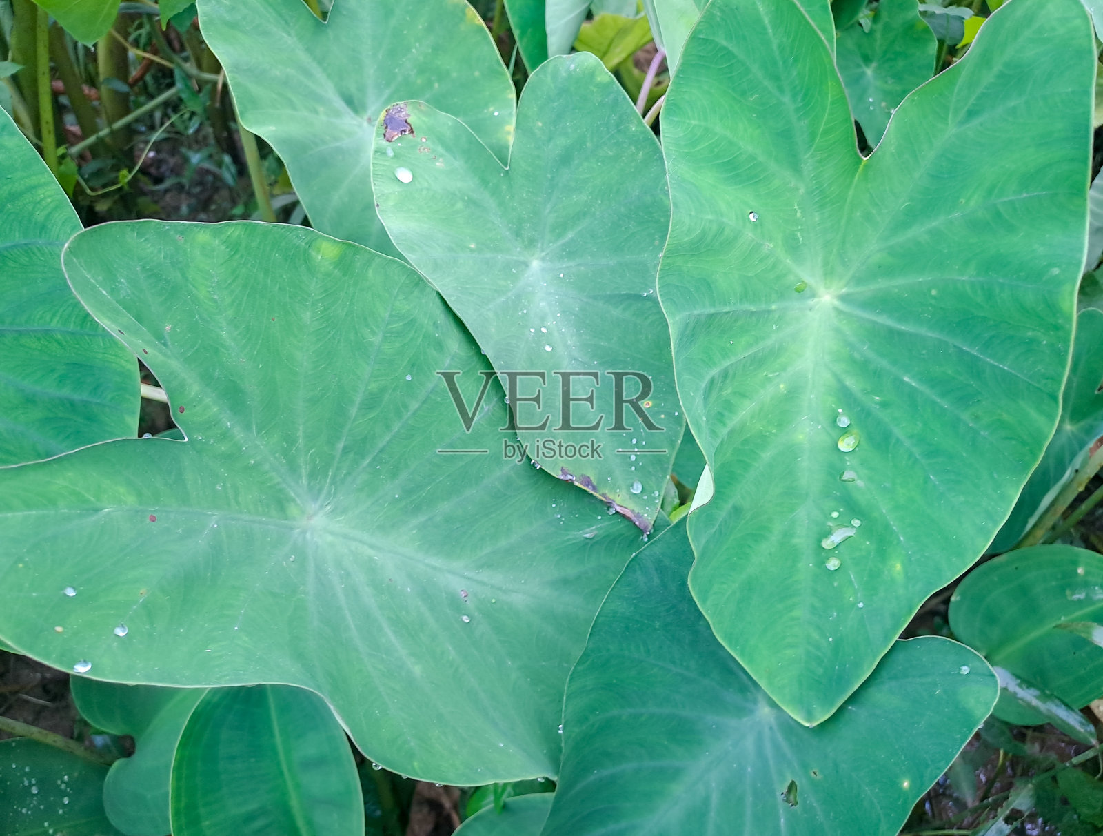 芋叶或芋叶照片摄影图片