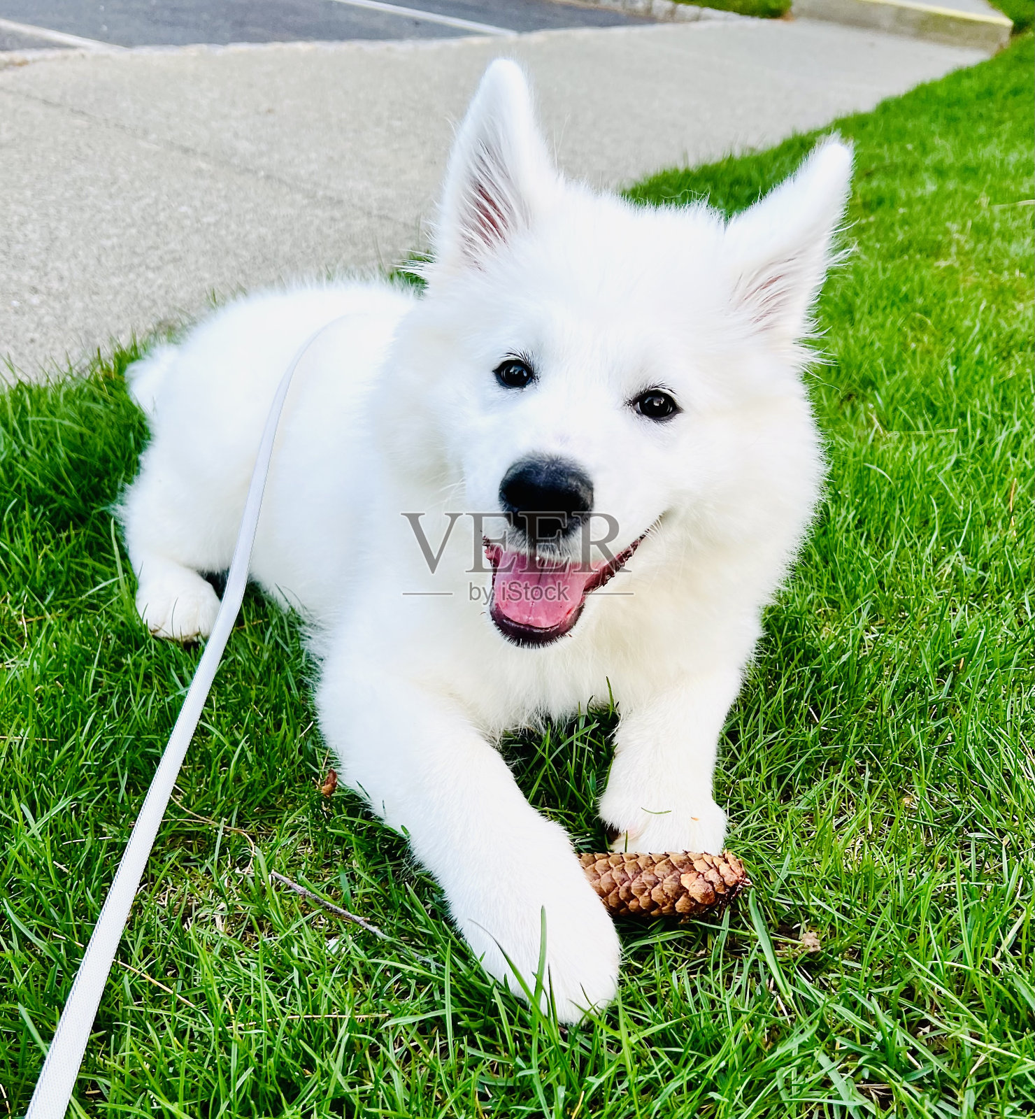 佐伊照片摄影图片