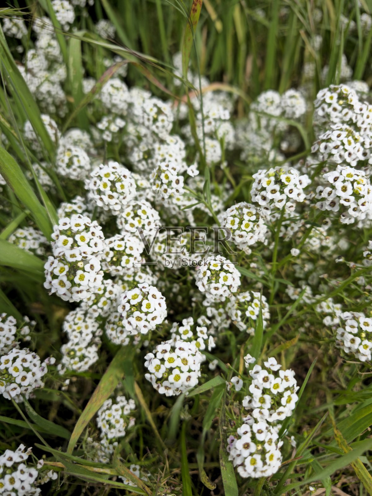野花，可能是爆米花花照片摄影图片