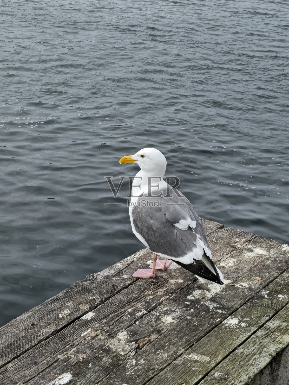 海鸥在水边照片摄影图片