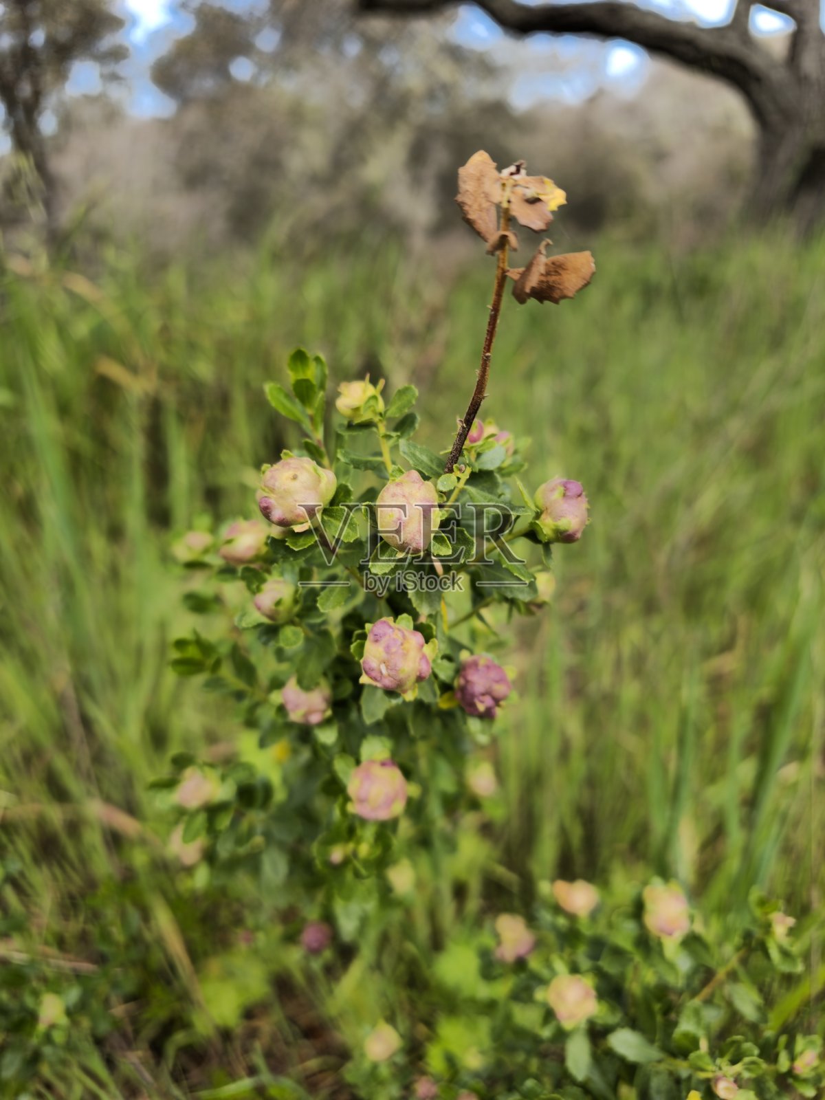 山间植物照片摄影图片