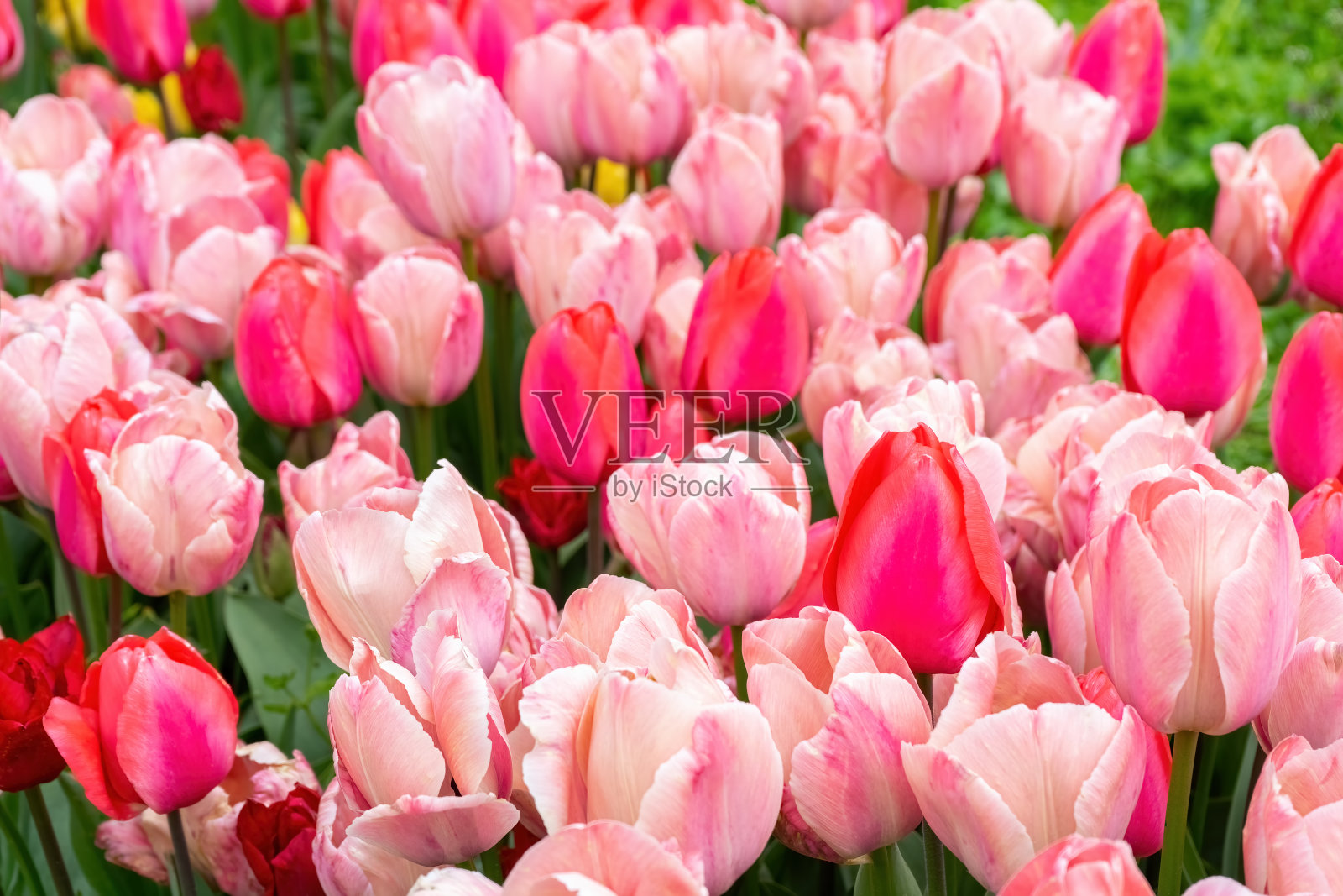 各种色调的粉红色郁金香在公园里盛开。春天的花香背景。照片摄影图片