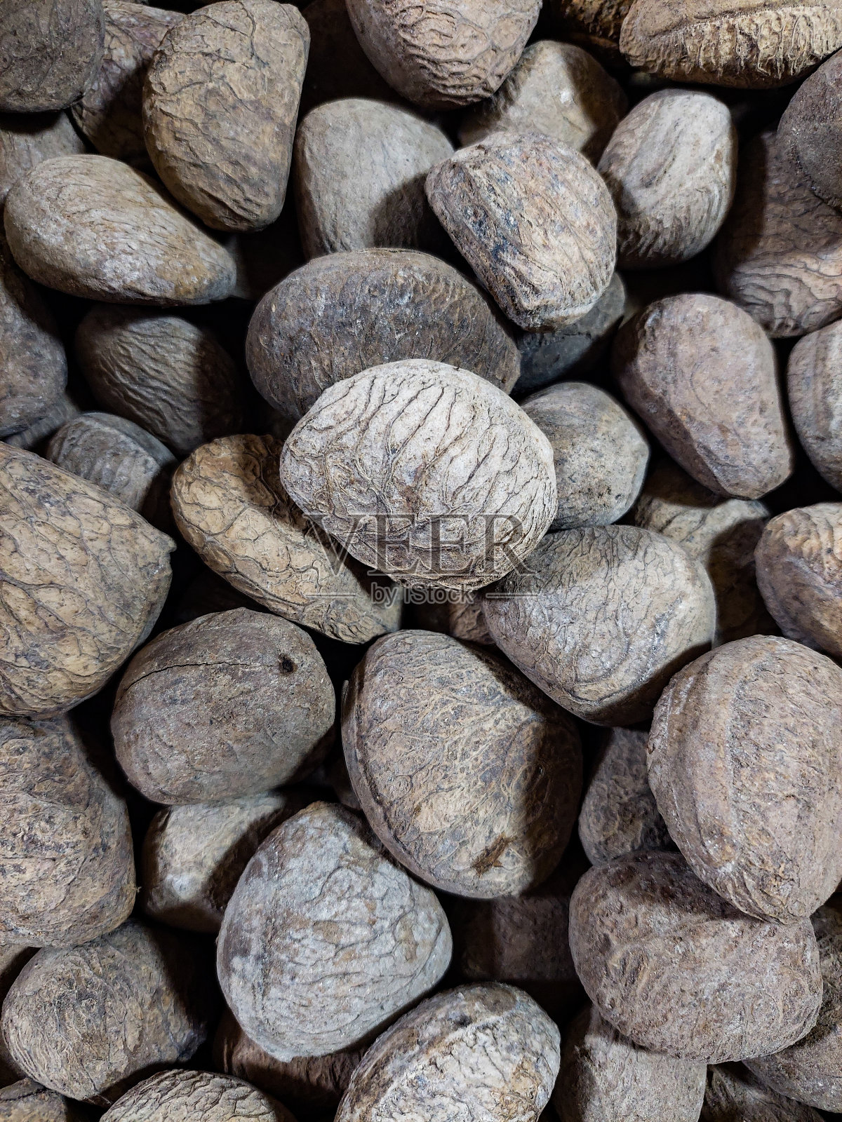 Pangium edule的种子(keluweek, kluwak, kluwek, pangi, kepayang)照片摄影图片