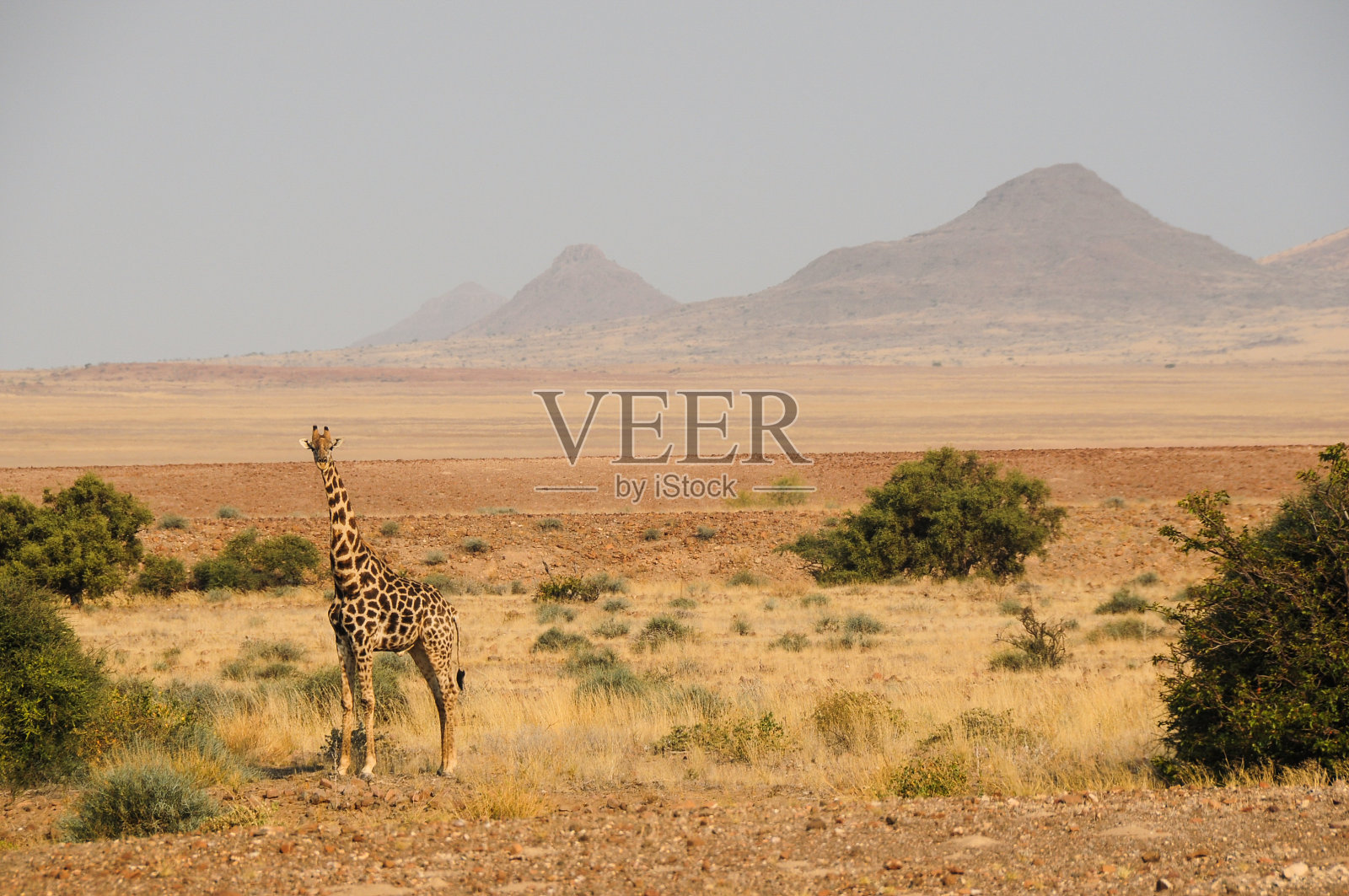 大草原上的长颈鹿照片摄影图片