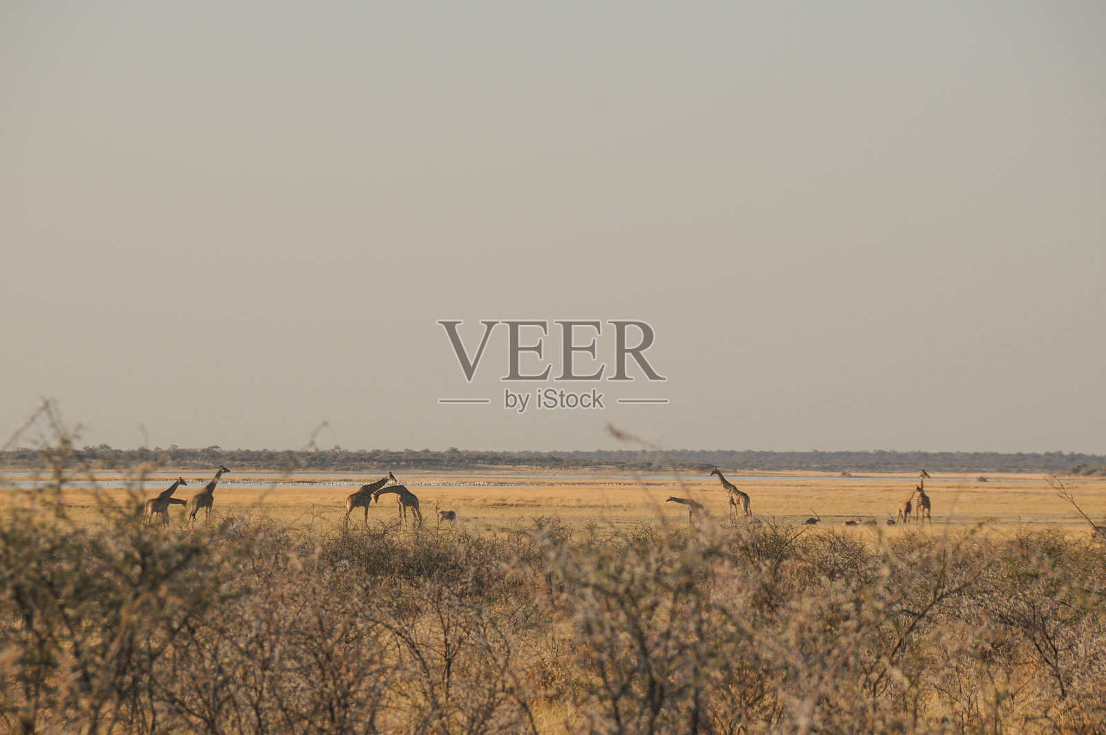 大草原上的长颈鹿照片摄影图片