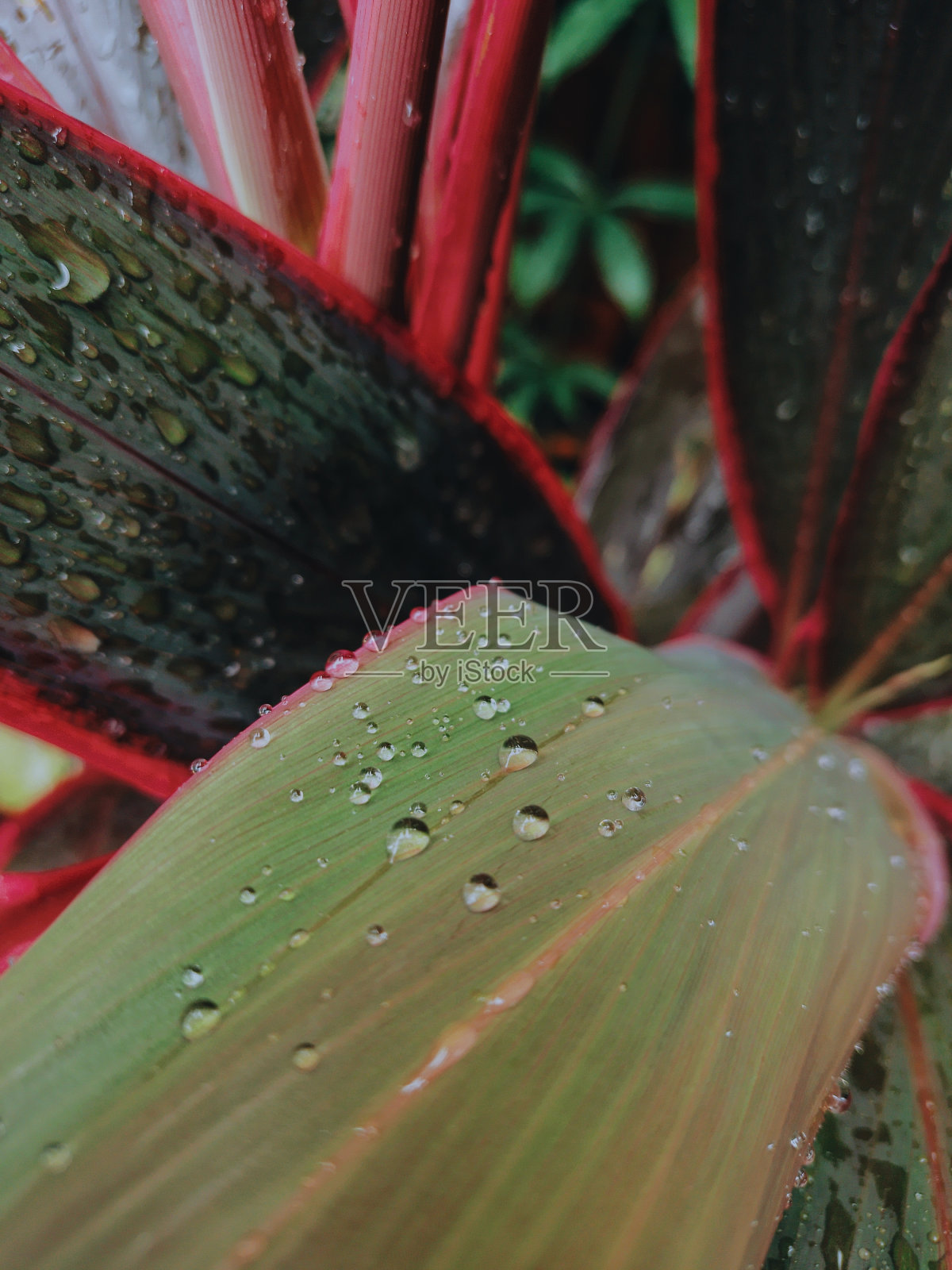 冬虫夏草叶子上的水滴。照片摄影图片