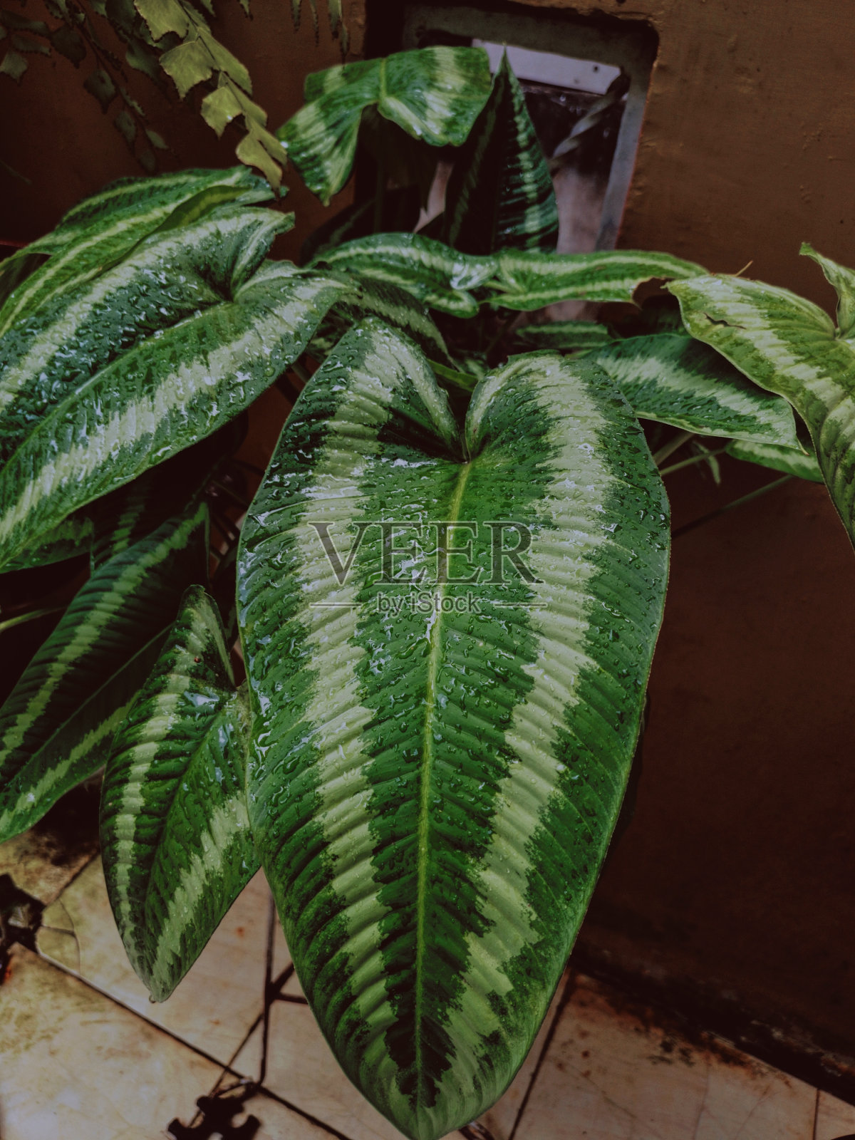 带有水滴的五味子。照片摄影图片