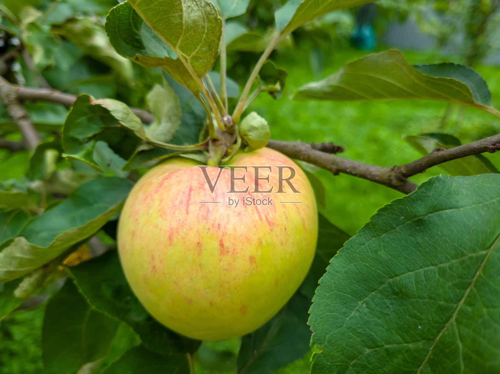 树上的红苹果准备收割了。夏季花园里成熟的红苹果果实。有选择性的重点。照片摄影图片