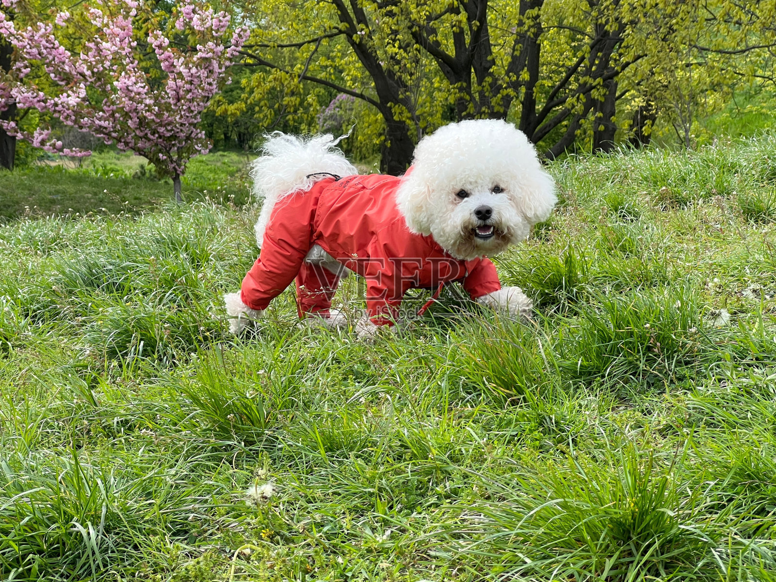 有趣的白色卷毛狗宠物比熊在草地上散步。照片摄影图片