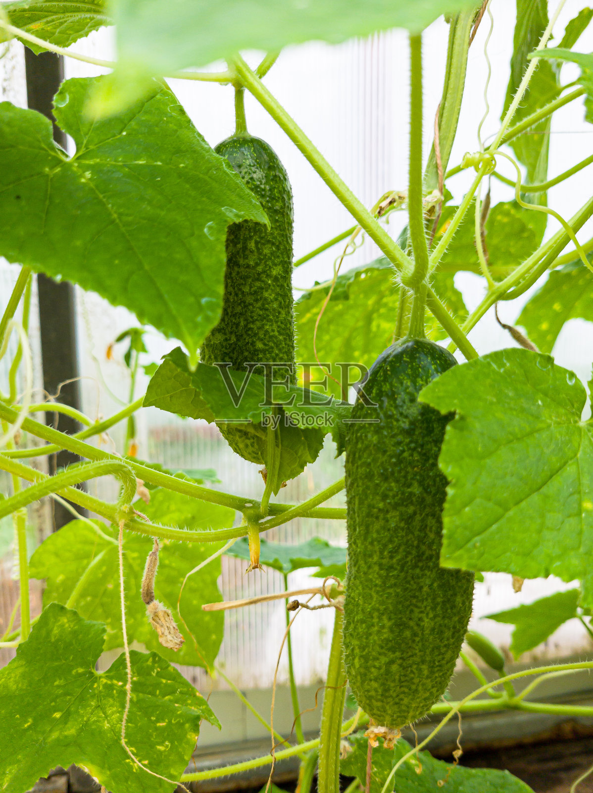 在树枝上收获黄瓜。有选择性的重点。大自然。照片摄影图片