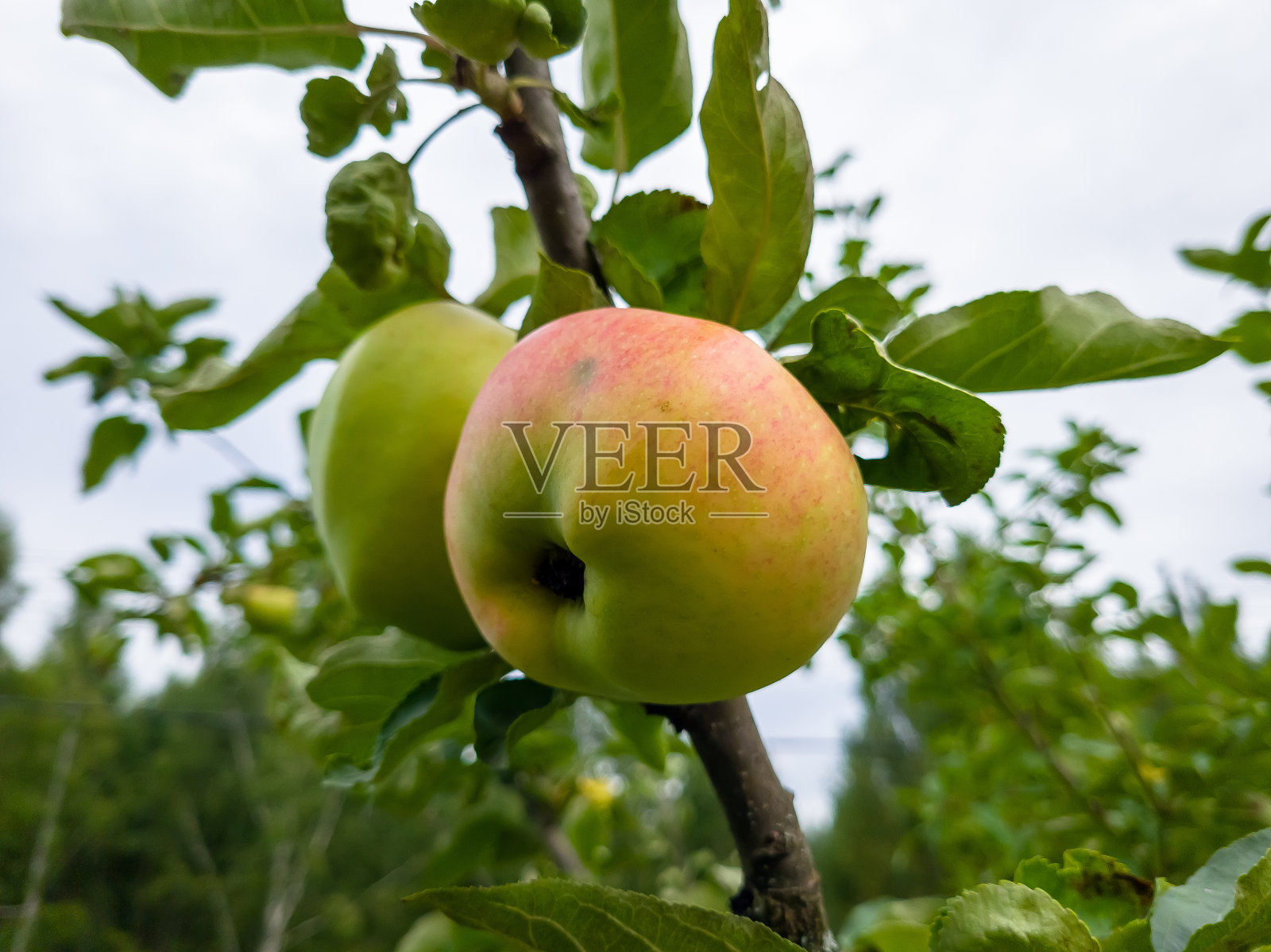 树上的红苹果准备收割了。夏季花园里成熟的红苹果果实。有选择性的重点。照片摄影图片