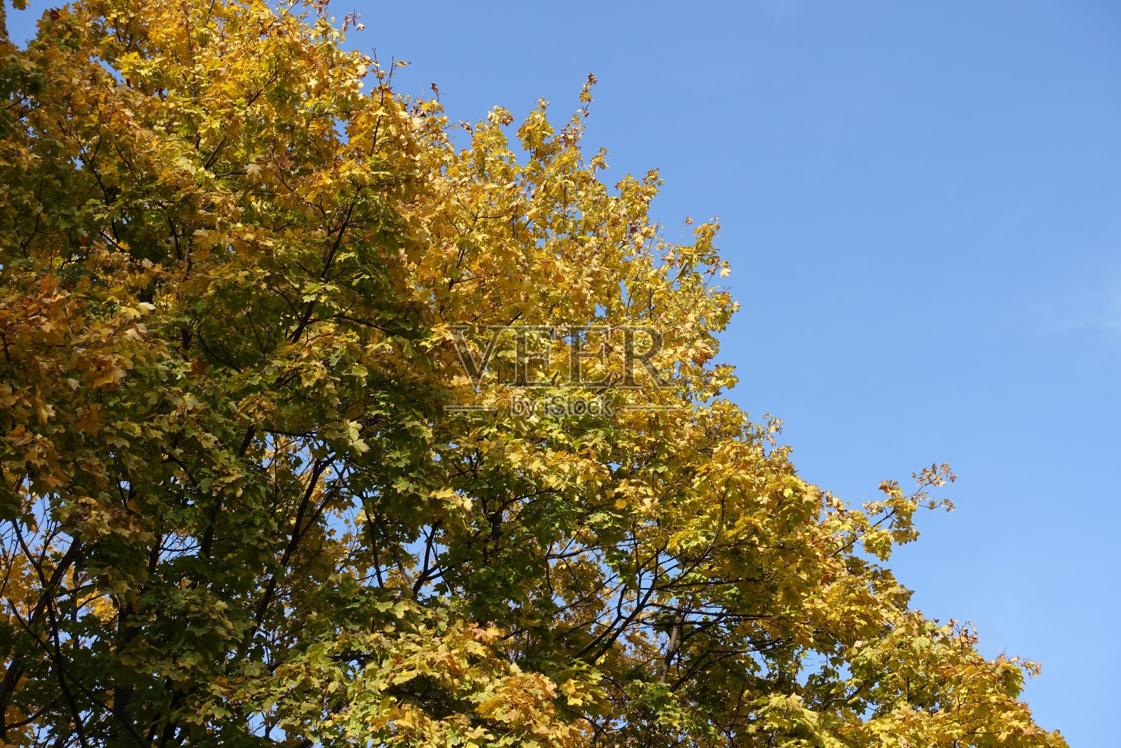 晴朗的蓝天和十月的枫叶枝叶照片摄影图片