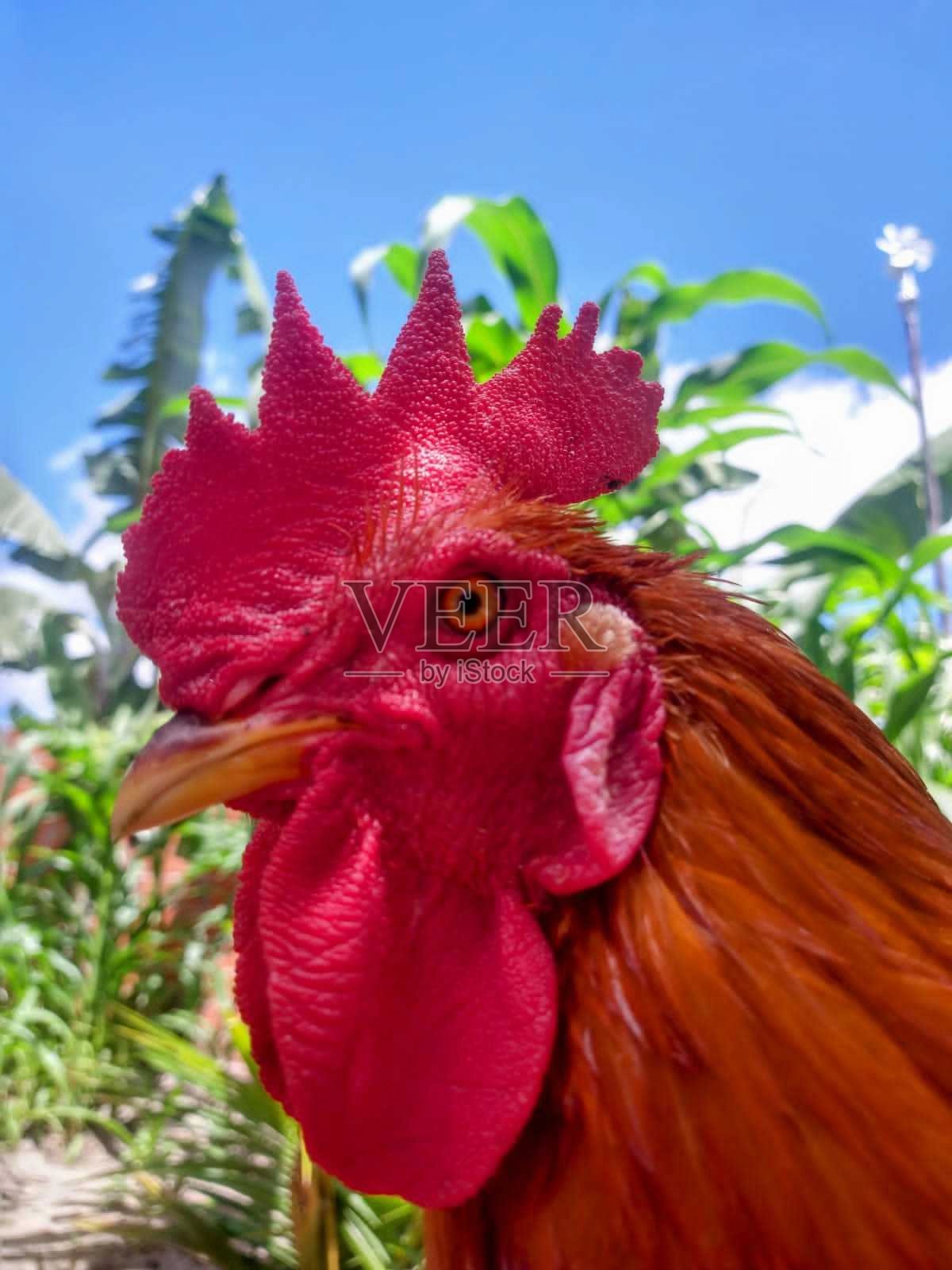 乡村生活照片摄影图片