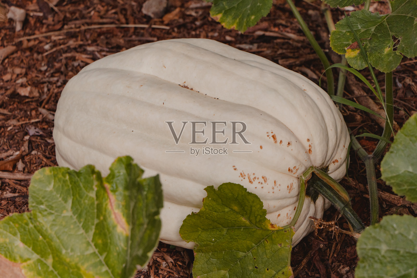 巨型白南瓜照片摄影图片