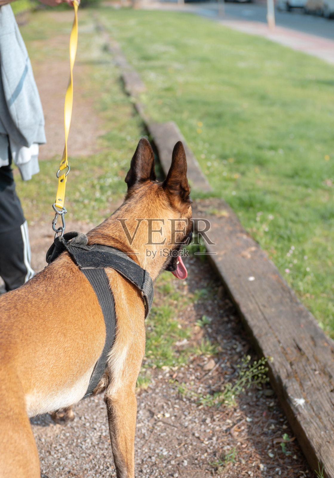 狗盯着人类还没见过的东西照片摄影图片