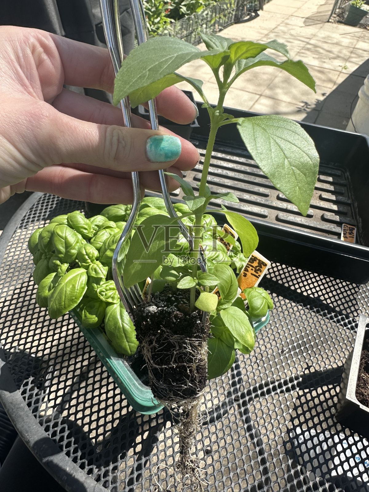 罗勒籽苗照片摄影图片