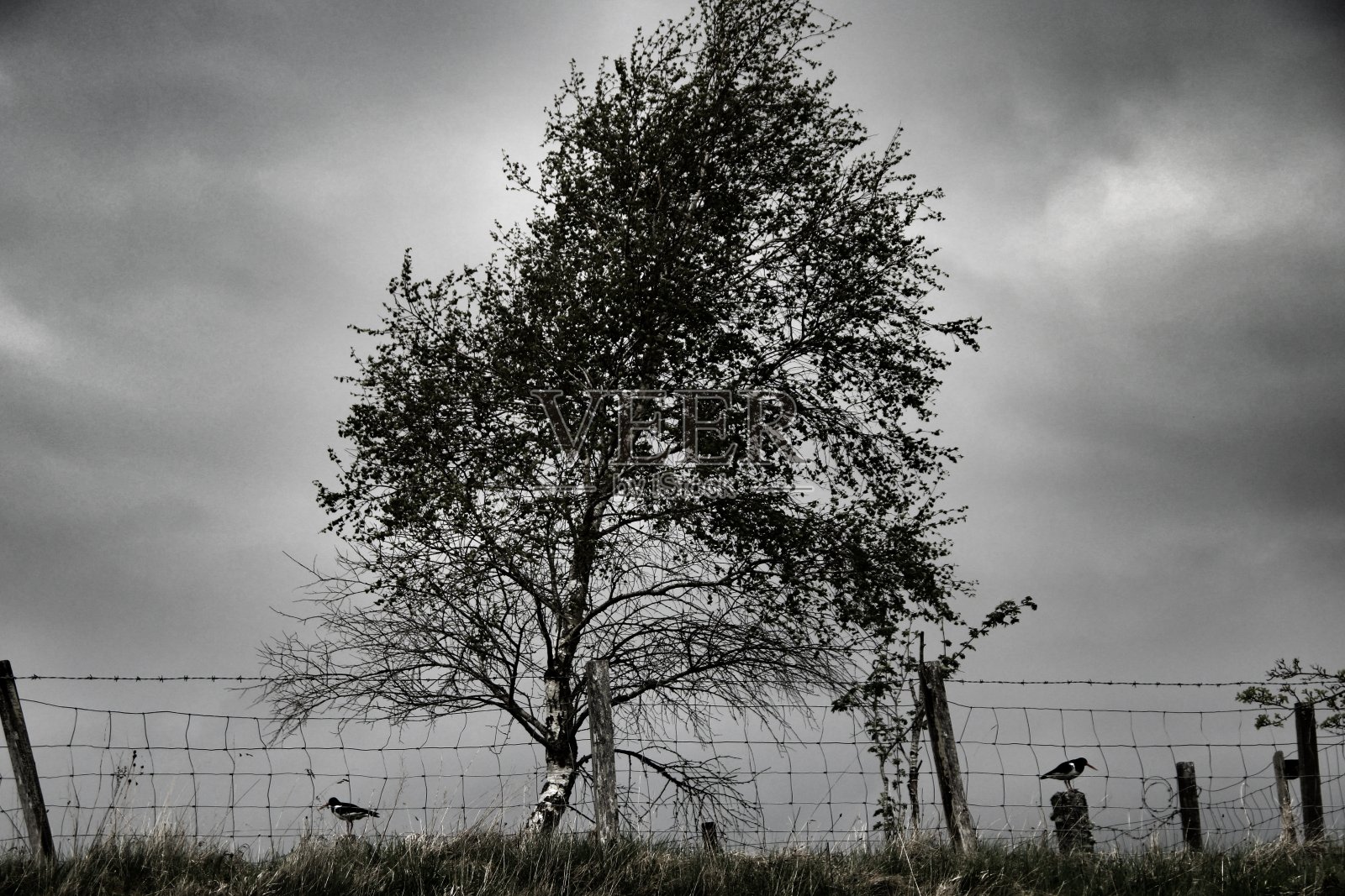 野生捕牡蛎者和它们的卵照片摄影图片