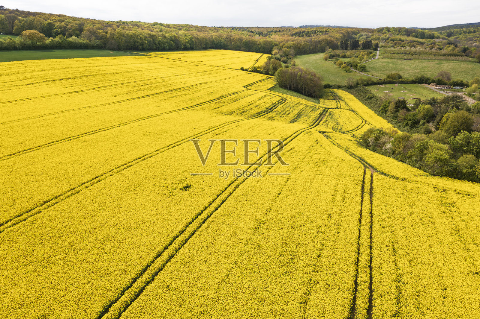 德国莱茵高盛开的油菜籽田照片摄影图片