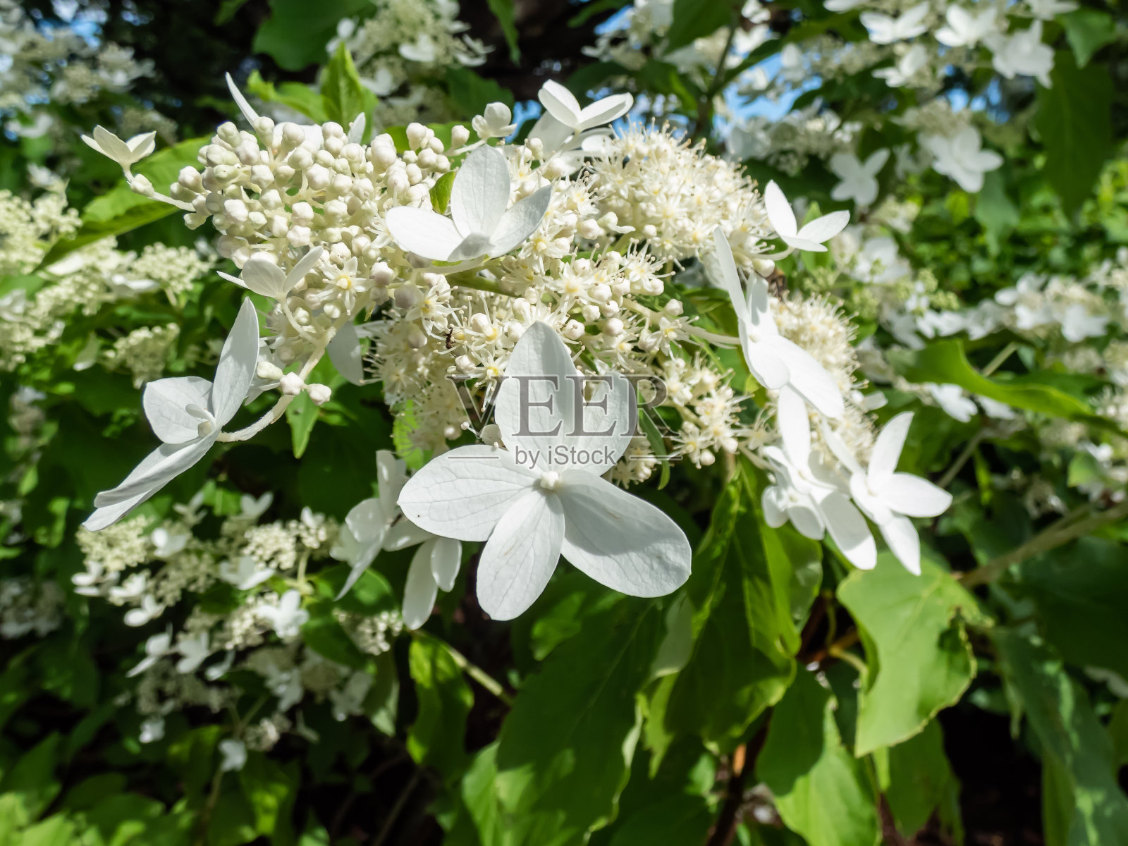 绣球(绣球)“早熟”。具卵形叶的灌木，有乳白色不育花的大圆锥花序，混合有小的可育花照片摄影图片