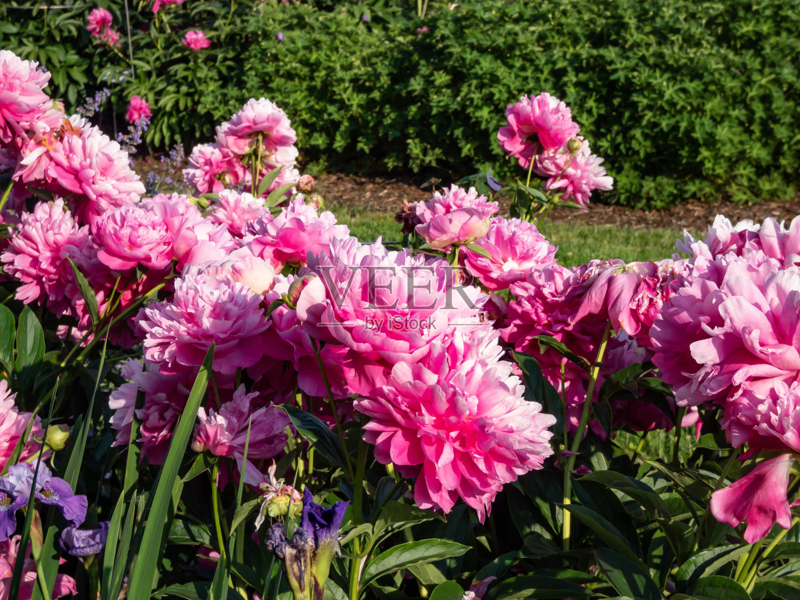 中国牡丹，花园牡丹'皱纹和皱纹' (Paeonia lactiflora)在花园里的阳光下盛开着饱满，丰富的粉红色花朵照片摄影图片