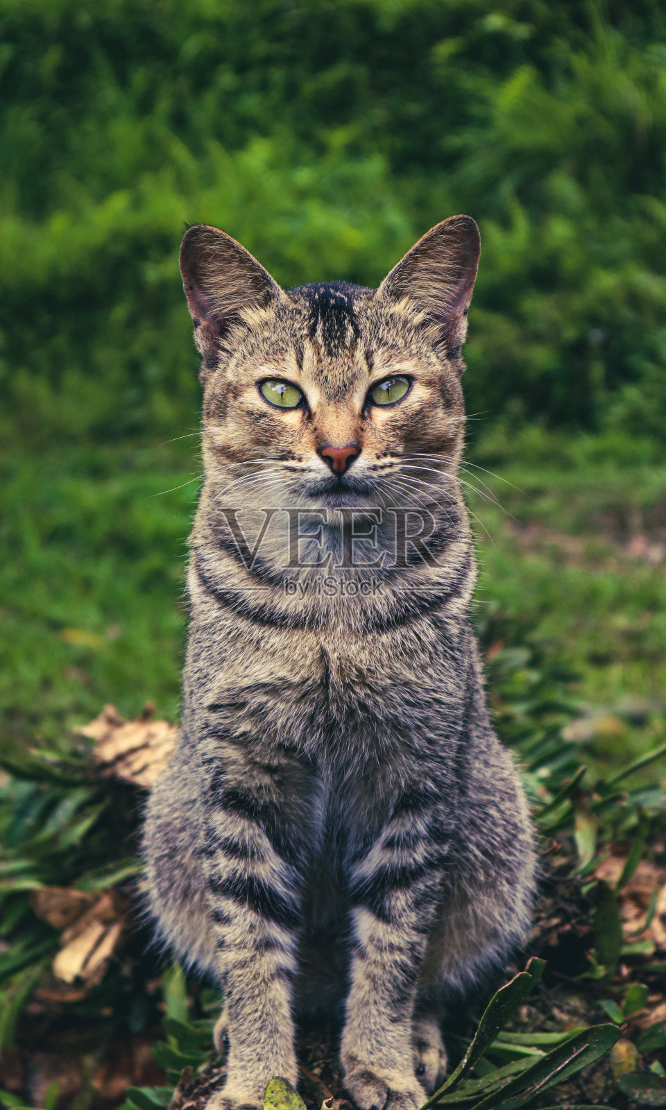 Kucing domestik照片摄影图片