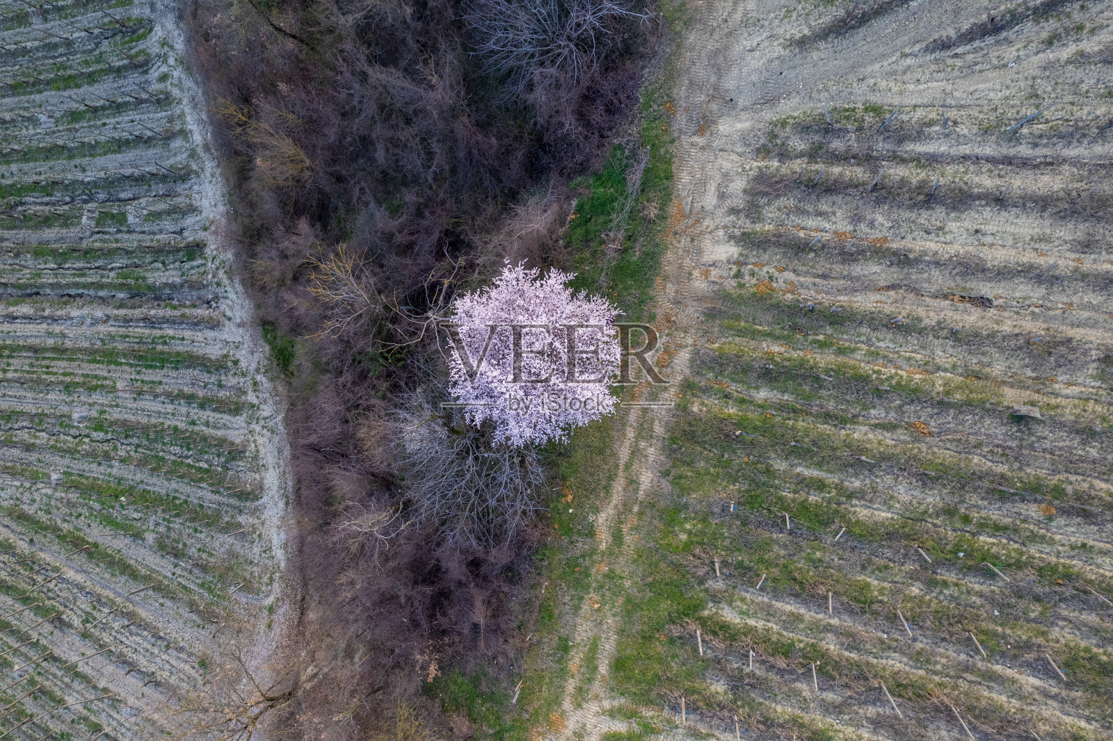 鸟瞰山谷的葡萄园和盛开的樱花照片摄影图片