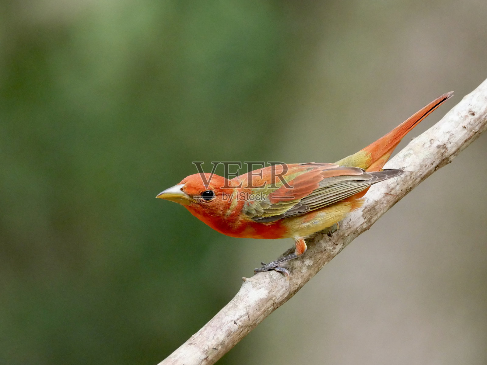 第一年做暑期经理照片摄影图片