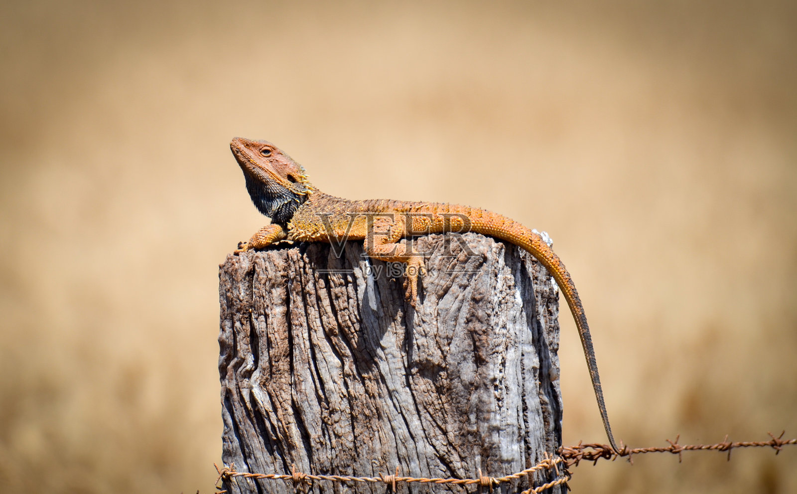 松狮蜥照片摄影图片