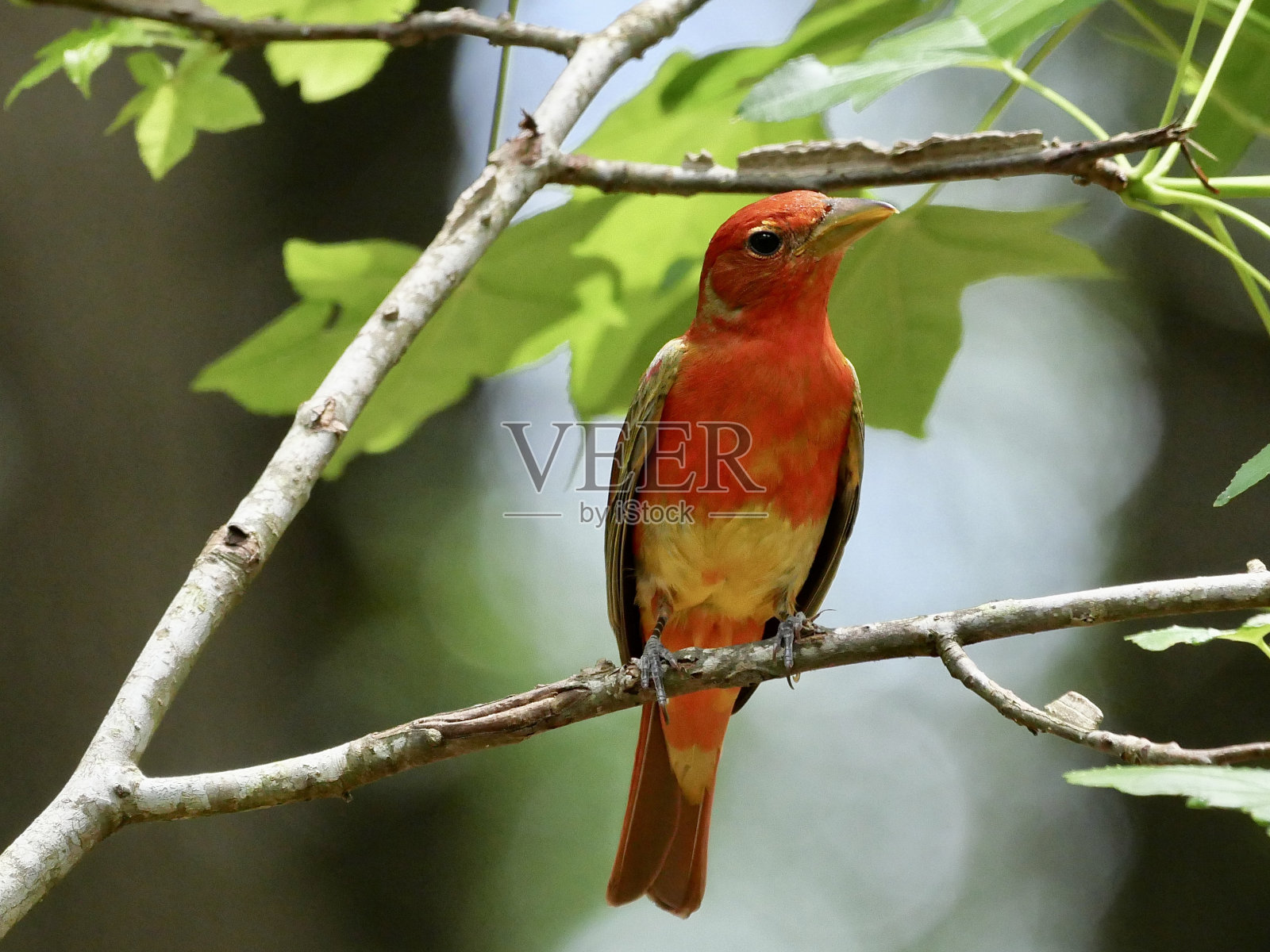 雄性夏经理照片摄影图片