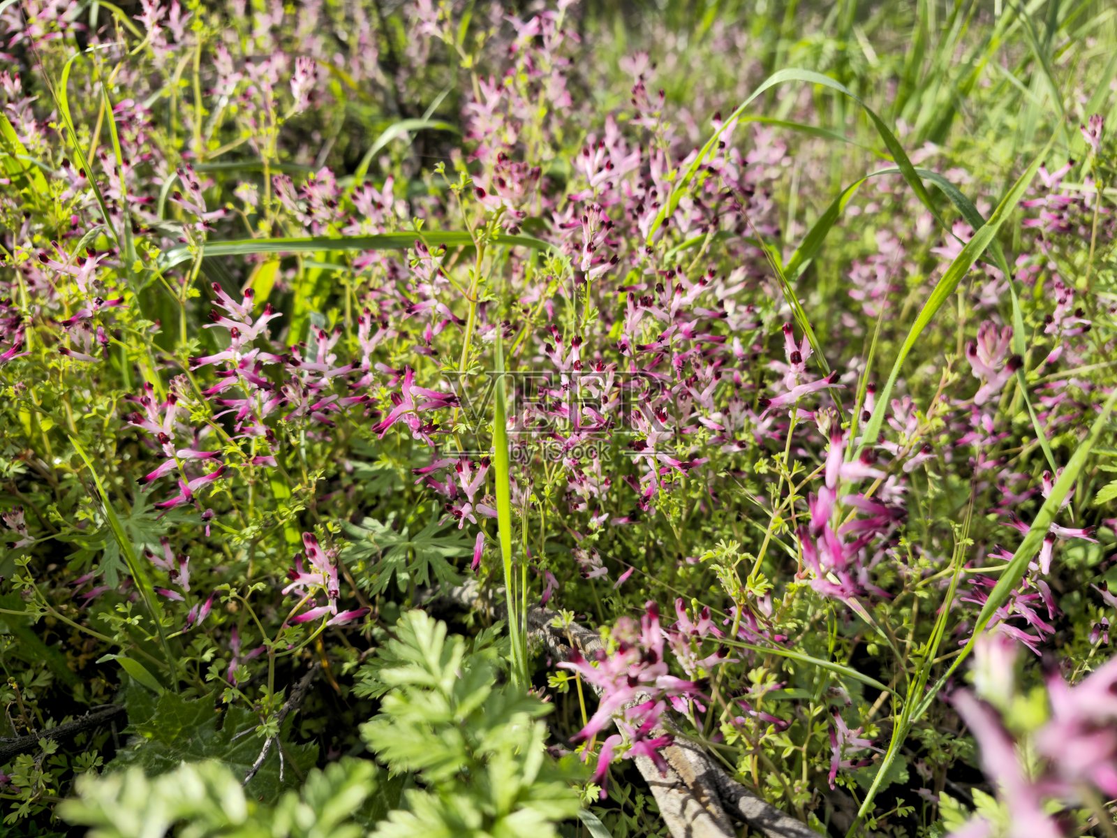 草地上开着紫色的野花照片摄影图片