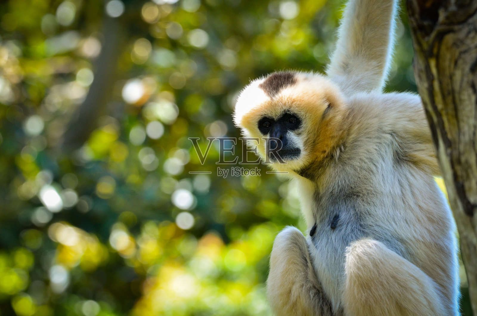 阿德莱德动物园的白颊长臂猿照片摄影图片